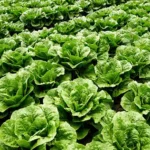 Organic Green Lettuce (Live Potted)