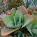 Organic Patharkuchi (Live Potted)