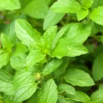 Organic Green Tulsi (Live Potted)