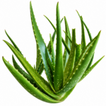 Organic Aloe Vera (Live Potted)