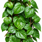 Organic Betal Leaves (Live Potted)
