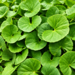 Organic Centella Asiatica (Live Potted)